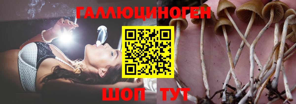 Тихорецк  Галлюциногенные грибы Psilocybe  Вход с VPN 